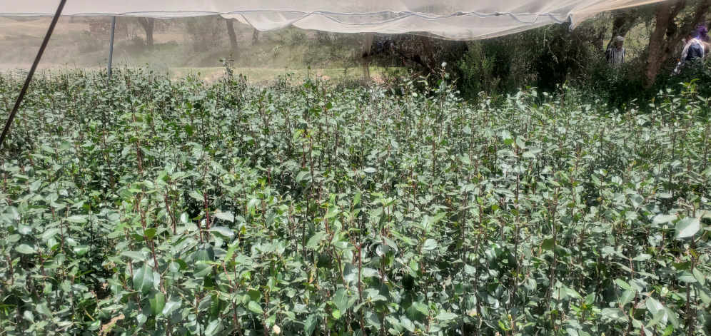•Khat farms cover vast areas in Yemen and require large quantities of pesticides to increase production.