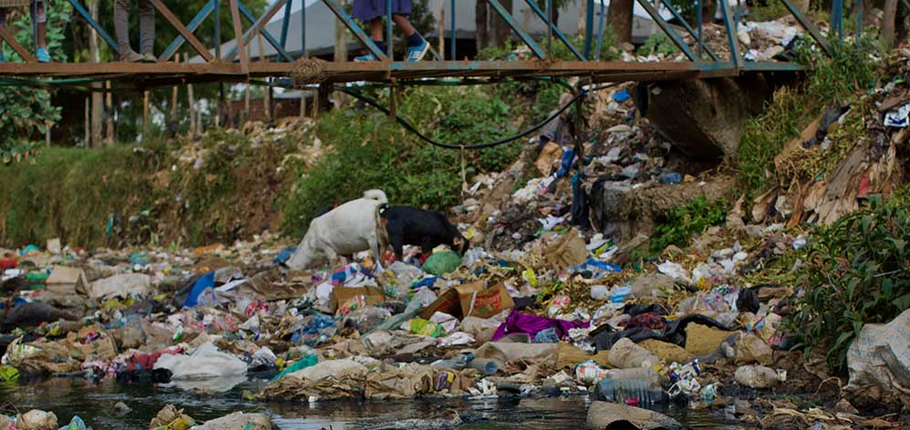 Goats feeing amidst piles of platic trash on a stream in Kibera slum, Nairobi. 
