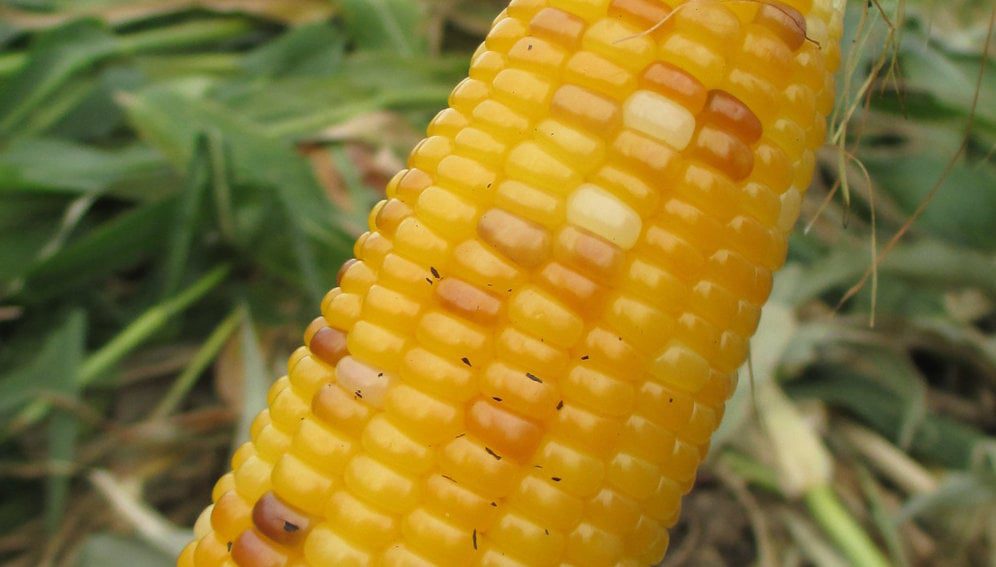 Ways to eat roast corn. Photo by Amy the Nurse