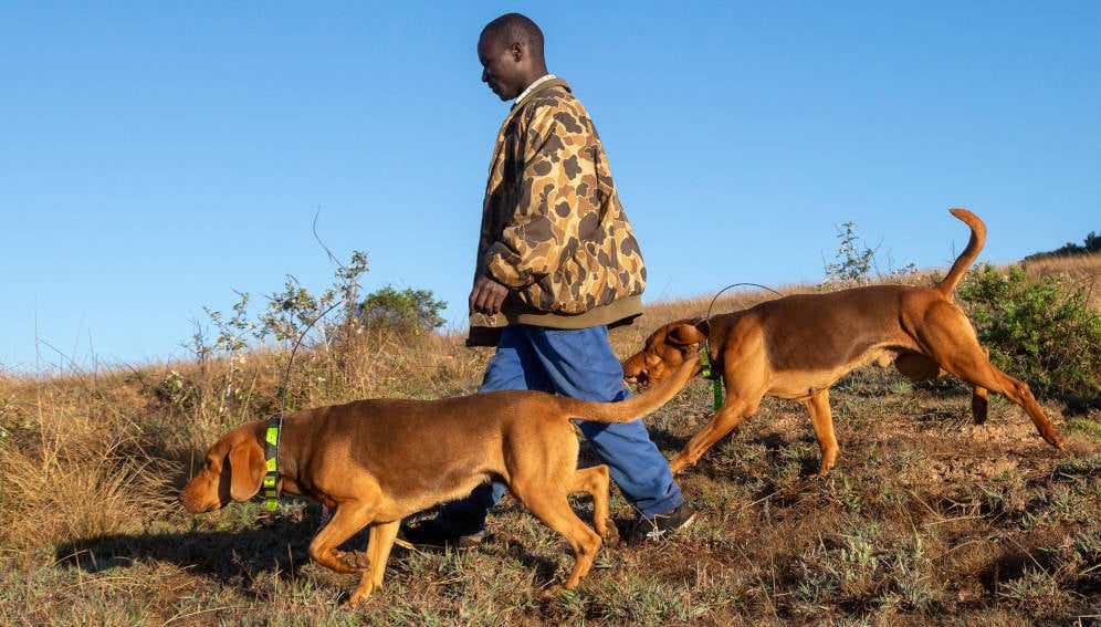 Anti-poaching dogs, Nyika Plateau National Park, Malawi. Photo Courtesy of Boundless Southern Africa