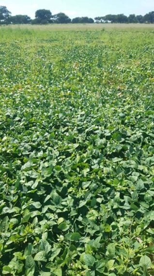 Outcome of the fields after the biofertilser test