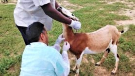 Rwanda steps up measures against Rift Valley Fever