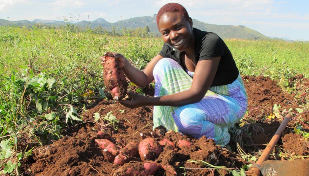 Africa University Agriculture student named Modester - harvesting sweet potatoes (https://www.flickr.com/photos/africauniversity/12368846684/)