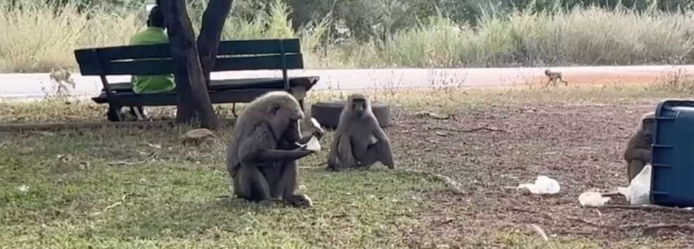Baboons feeding on food left over by visitors at the Mole National Park.