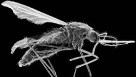 Q&A: Malaria gene research at risk in ‘catastrophic’ US cuts