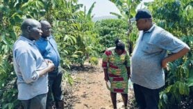 Collagen fertiliser is a smart move for Uganda’s coffee