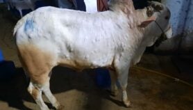 Fears of lumpy skin disease resurgence at Eid festival