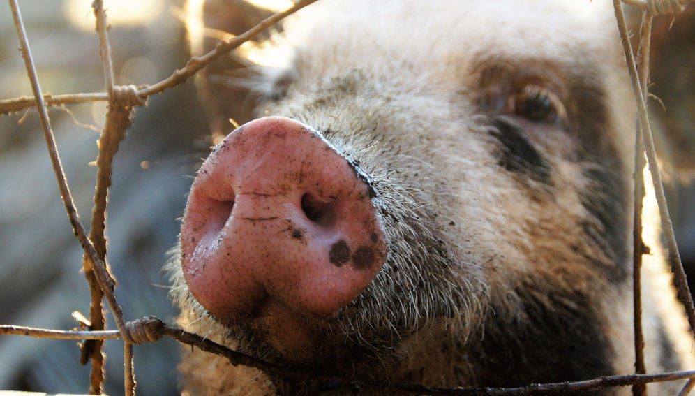 Snout - Photo by ivabalk from Pixabay