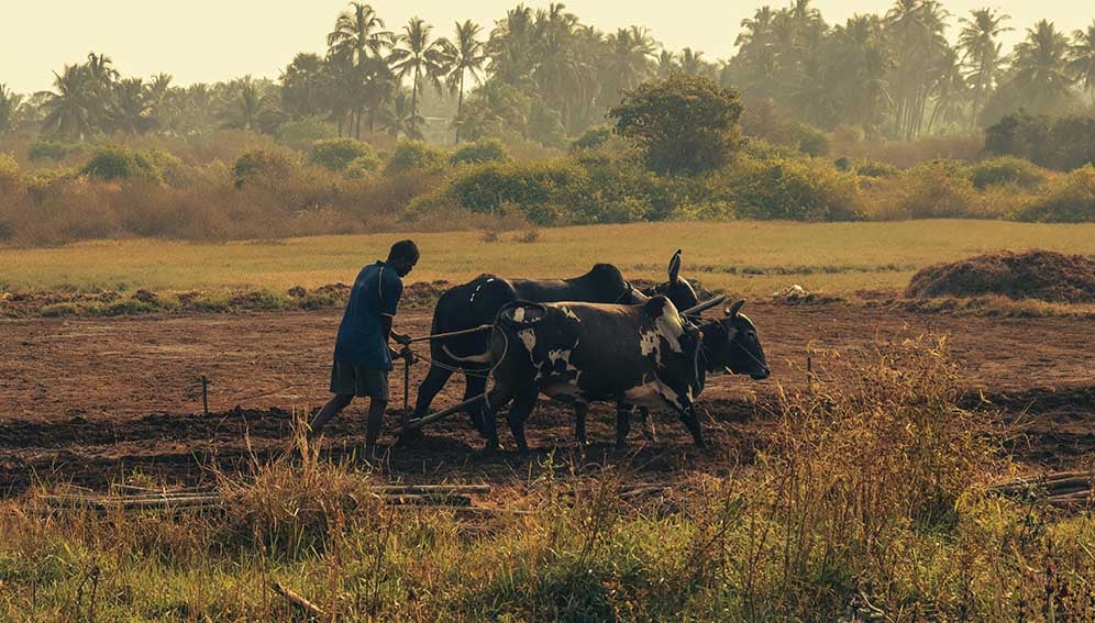 African Man Ploughing the Field with Oxen. Pexels (https://www.pexels.com/photo/african-man-ploughing-the-field-with-oxen-10403500/)