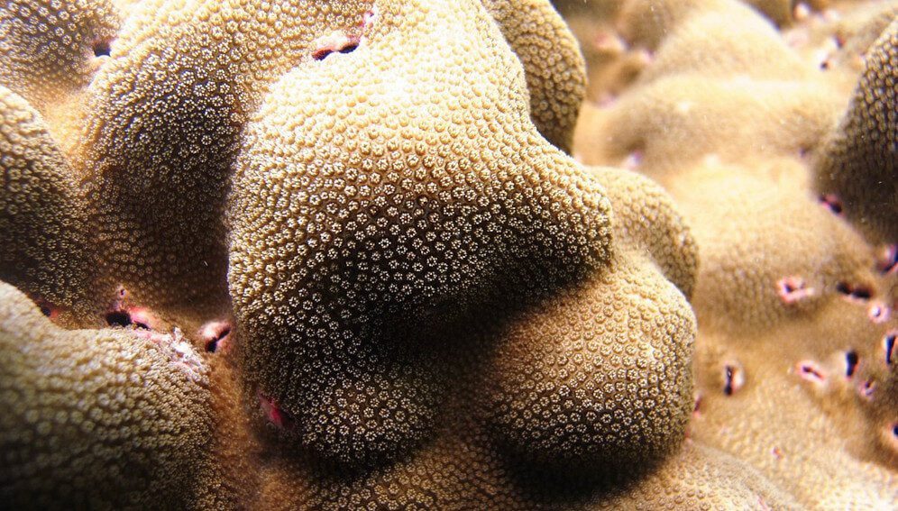 Porites_lobata,_main
