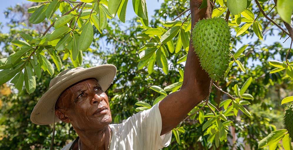 Joy Pelius is a farmer in Grenada benefitting from assistance from CABI.