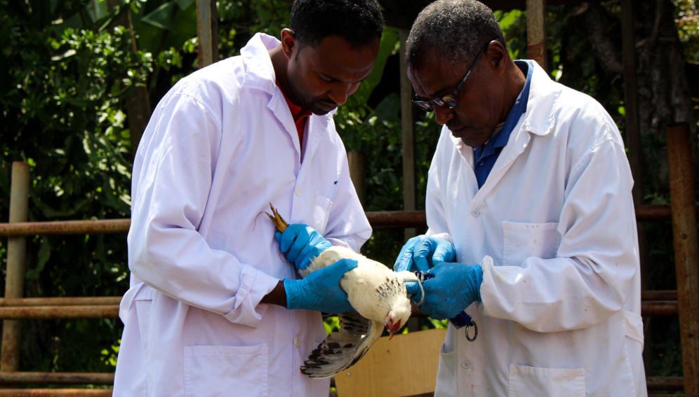 Scientists sampling chickens in Ethiopia.