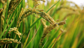 African farmers reap rewards of flood-tolerant rice