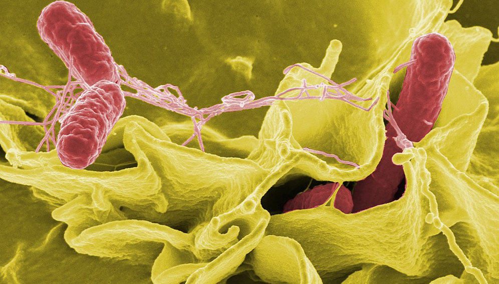 SalmonellaNIAID_MAIN Salmonella - by NIAID
