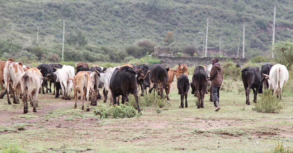 Cow herder in Soysambu Conservancy, Kenya