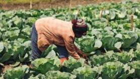 Climate-proof seed trials yield results in Rwanda