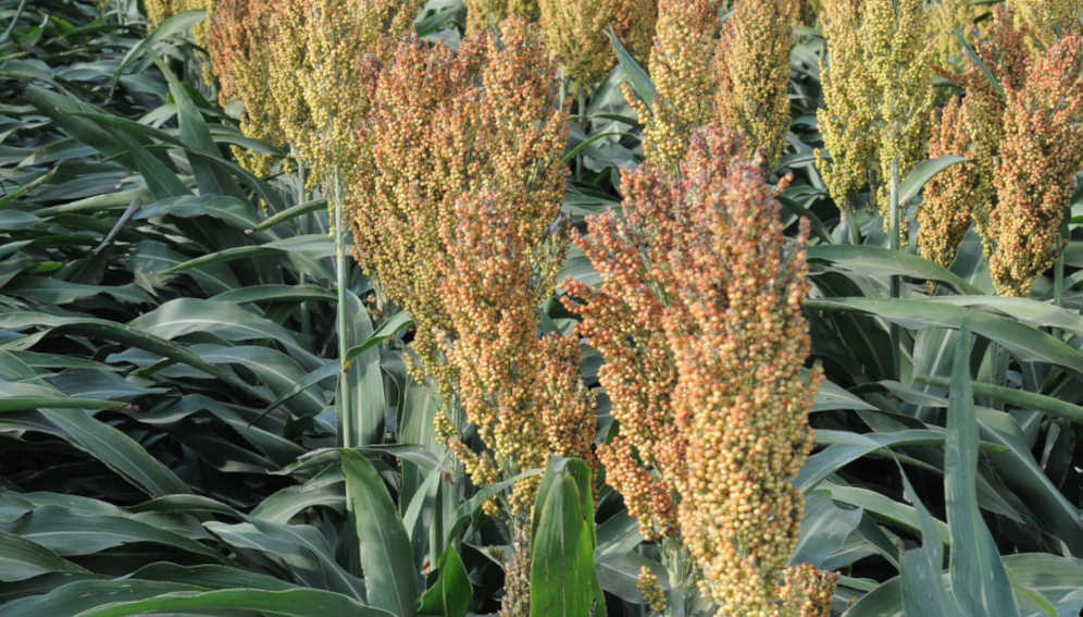 Sorghum_crop2