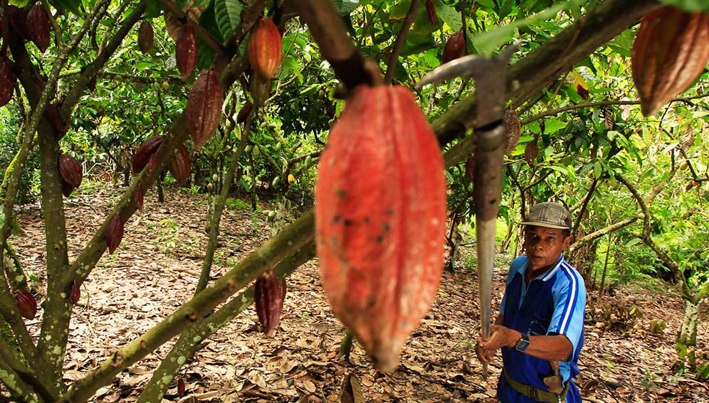 Farmer harvesting ripe pods using blade on a stick in Sulawuse, Indonesia. Researchers say rising temperatures have substantially reduced cocoa production in key producing countries. Photo by: World Agroforestry Centre/Yusuf Ahmad