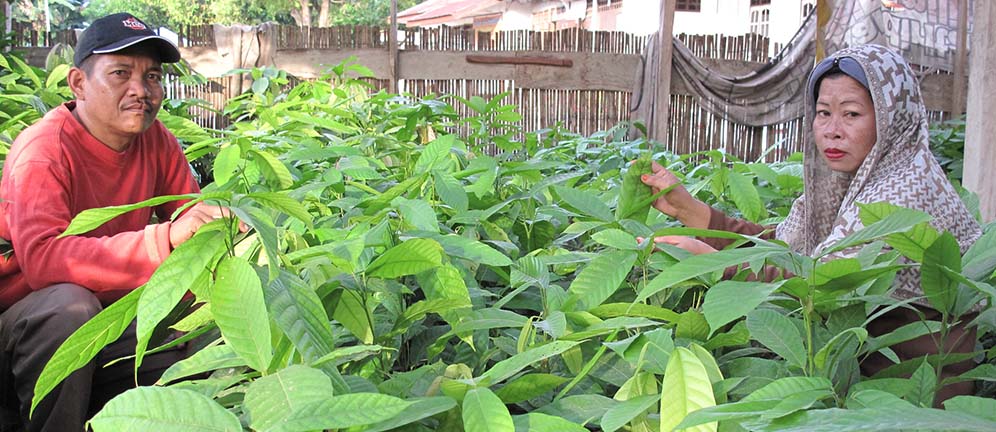 Cocoa farmers in Sulawesi, Indonesia with healthy seedlings. Manually pollinating cocoa trees could increase yields and offset losses, according to researchers.