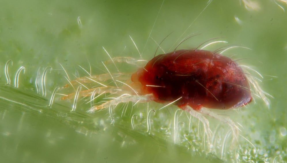 Female of the red form of the spider mite Tetranychus urticae with two silk wires. Image by: Gilles San Martin / CABI Portfolio