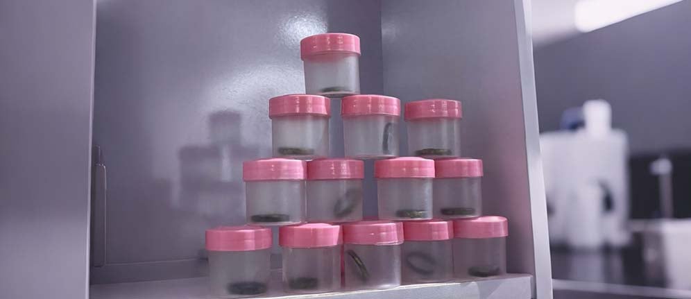 The rings in containers on a shelf.