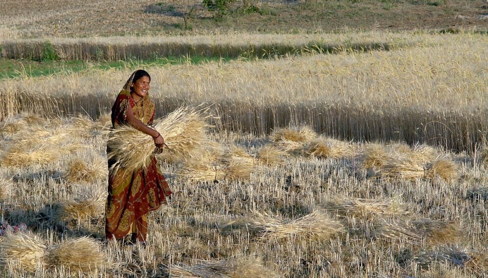 Woman_harvesting_wheat,_Raisen_district,_Madhya_Pradesh,_India_ggia_version