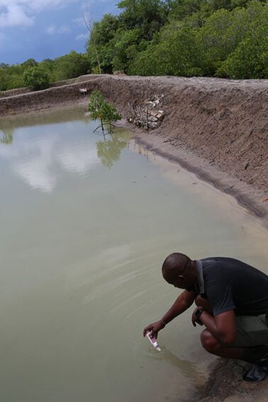 WordFish Scientist Douglas Okemwa drawing water for measurement from an IMTA pond in Kilifi, Kenya.
