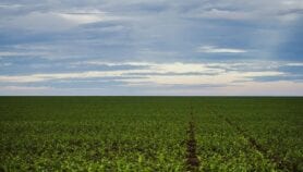 Illegal clearing by agribusiness ‘driving rainforest destruction’