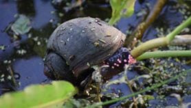 Rice-eating apple snail wreaks havoc in Kenya