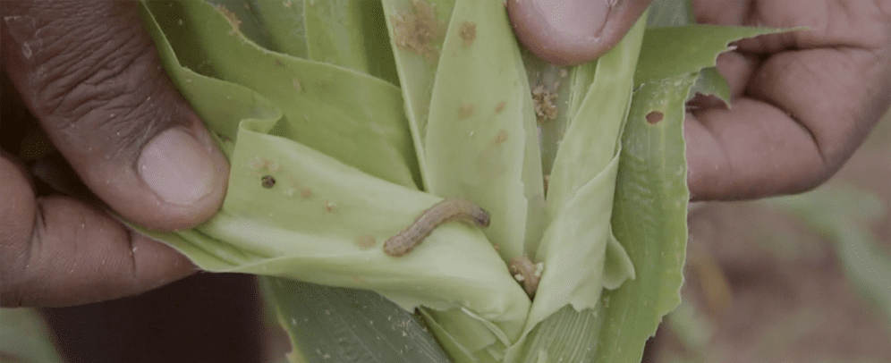 A pictures showing army worm feeding on maize