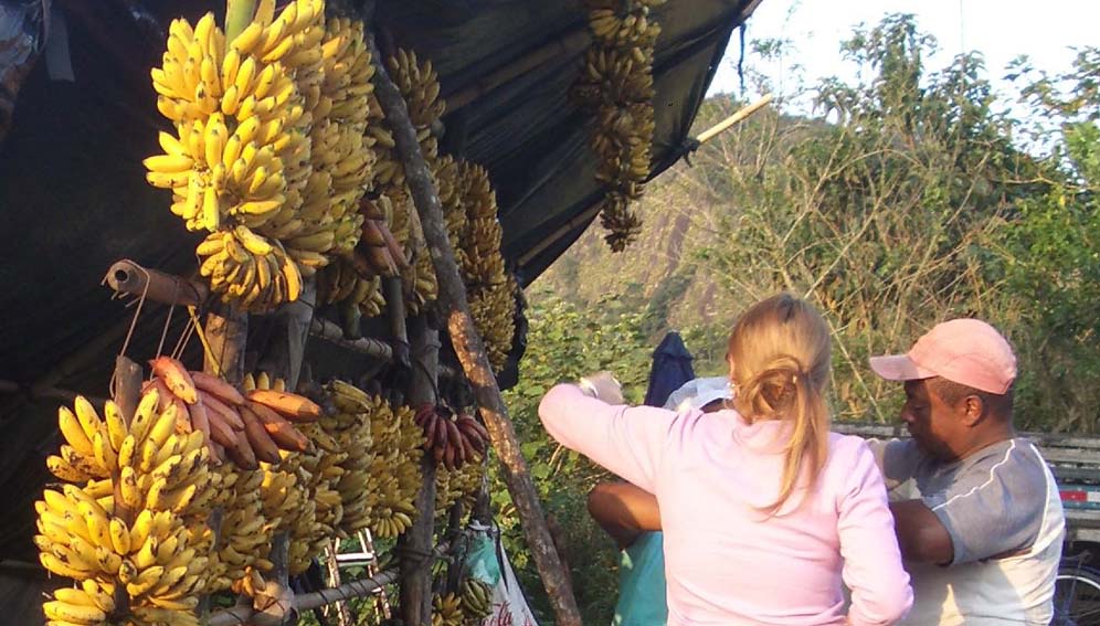 A stall selling bananas along a road to Sampa (São Paulo), Brazil’