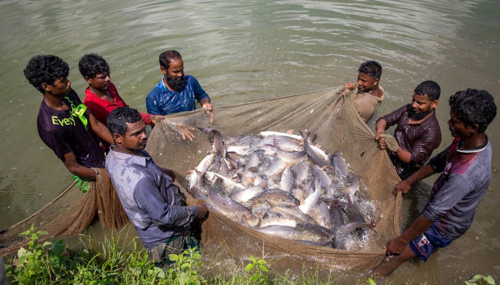 Fishermen are catching the G3 rohu mother fish to check the regular health condition such as hight and weight. Hai Hatchery is one of the first hatcheries got the seeds of G3 rohu from World Fish. Hai Hatchery is producing Renu pona (fish fry) from the seeds and successfully providing to the local fish farmers at Kaharol, Dinajpur, Bangladesh on 10 October 2022. Source: https://www.flickr.com/photos/theworldfishcenter/52518736325/