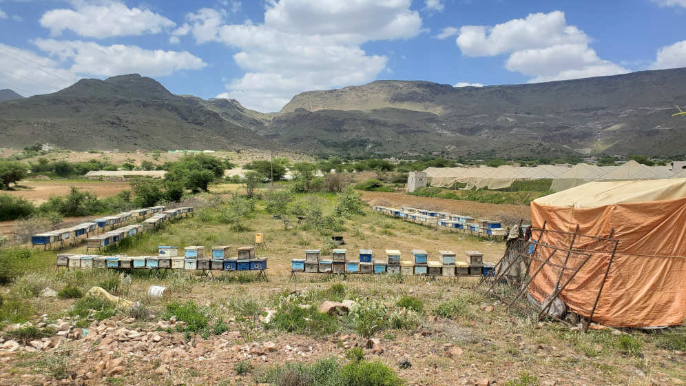 The remaining bee hives at Taha Al-Suroori's farm. Mos of the bees have perished due to pesticide spraying.