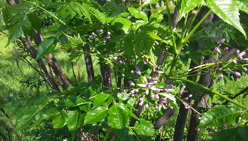 chinaberry_india Chinaberry (Melia azedarach)