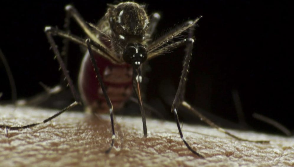 The Aedes aegypti mosquito in macrophotography. Copyright Sanofi Pasteur - May 2011