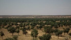 Nature-based innovation ‘driving food systems into future’