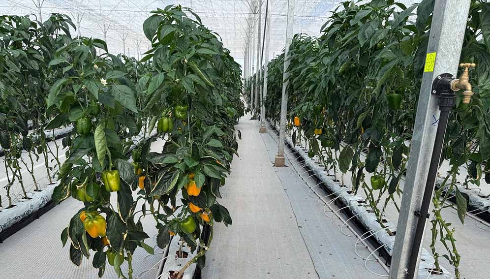 Verduras en el invernadero de hidrógeno de Daures Green, 29 de abril de 2025, Daures, Namibia. (Crédito) Vitalio Angula