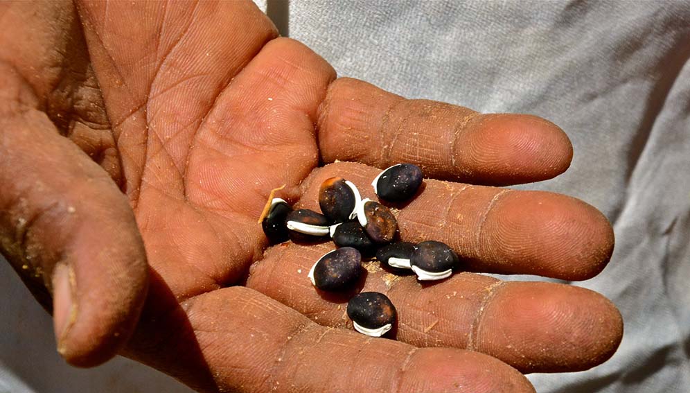 Drought-resistant beans grown on Peter and Ruth's climate-smart farm. Photos from visiting CGIAR Research Program on Climate Change, Agriculture and Food Security (CCAFS) climate-smart village activities in Wote, Kenya