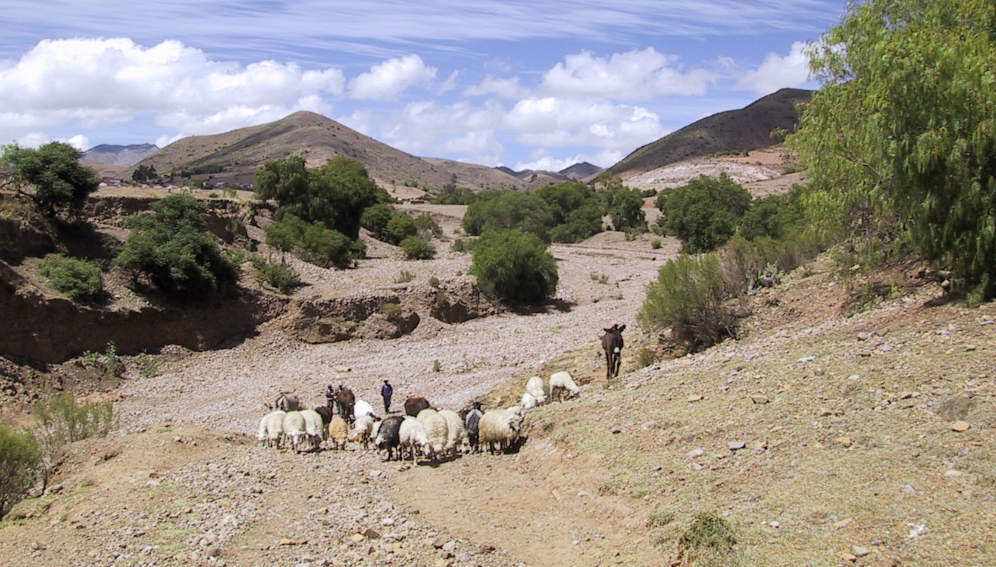 Animals at river bed Boa. Copyright: CABI