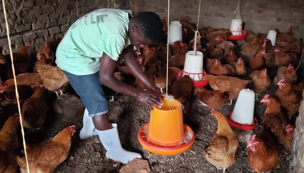 mmanuel Kayemba, the farm manager at Susan Ddamulira’s farm in Western Uganda's Mbarara district, feeds the birds with water containing antibiotics. Copyright: Susan Ddamulira/SciDev.Net.