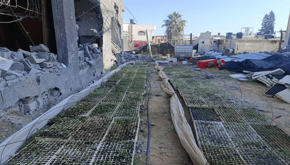 Attempts to plant some plants in northern Gaza after the occupation forces left. Image credit: Youssef Abu Rabie