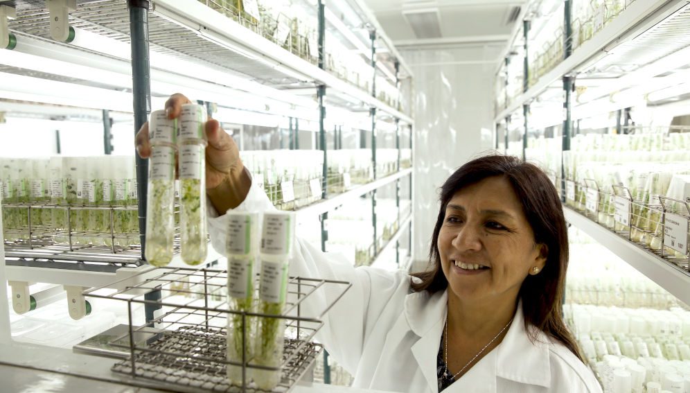 CIP's genebank (credit: Luis Salazar/Crop Trust).