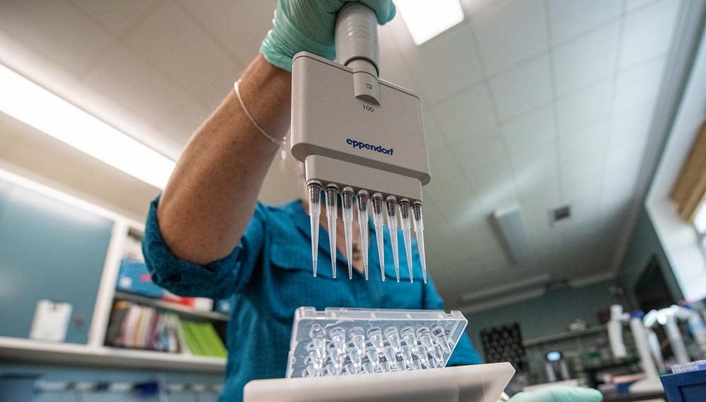genome_research_MAIN Gene editing, unlike transgenesis, does not involve the introduction of genetic material from another species.