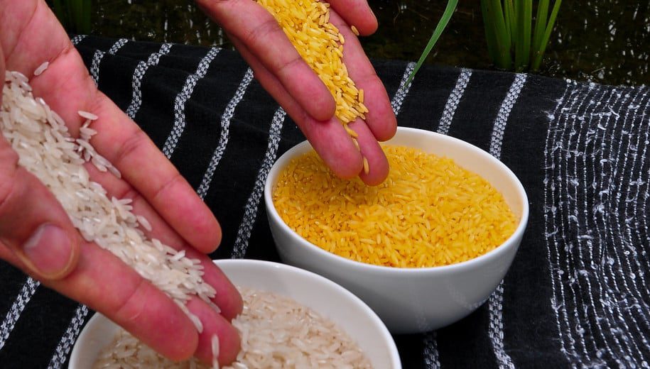 golden rice