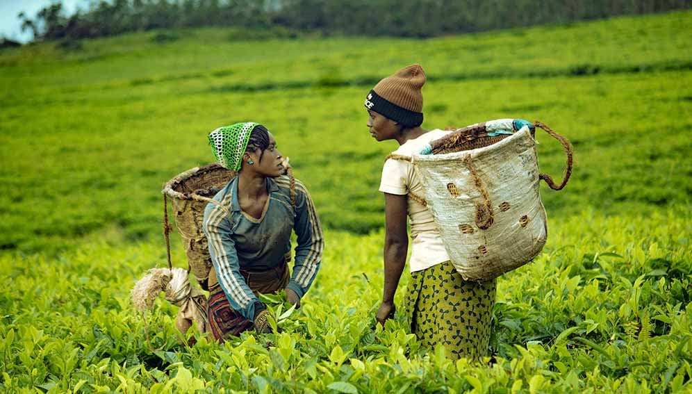 African Tea Farmers Harvesting in Lush Fields Photo by Caleb Ishaya: https://www.pexels.com/photo/african-tea-farmers-harvesting-in-lush-fields-31528043/