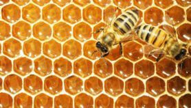 Uganda unlocks value from honey by-product