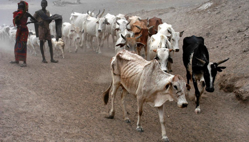emmerciated cattle