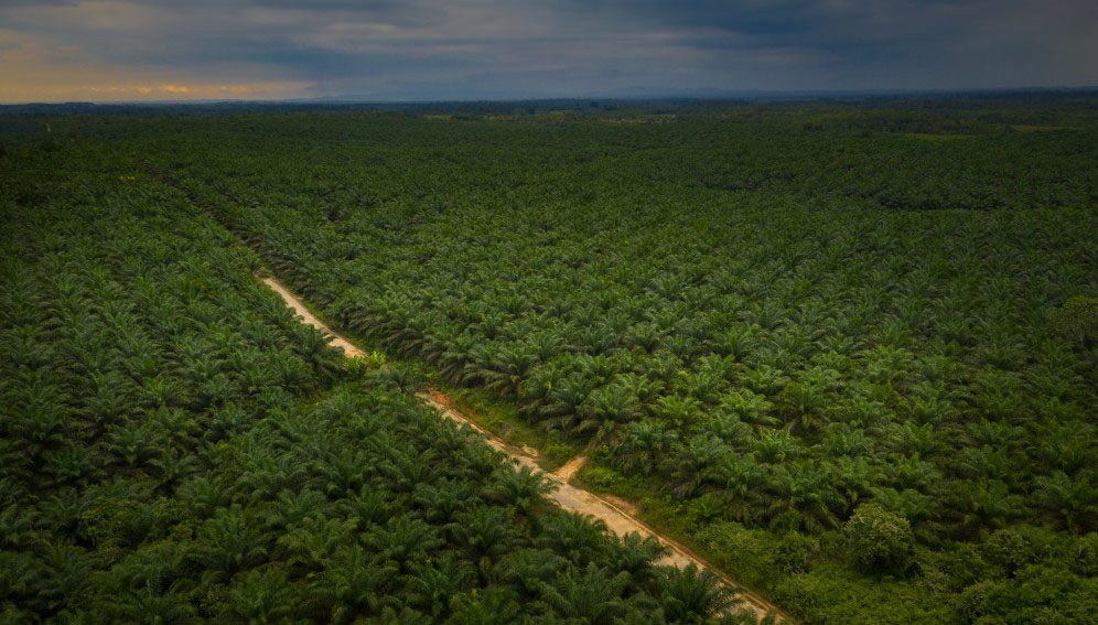 Landcape Oil palm plantation in Muara Kaman Ilir village, Kutai Kartanegara, East Kalimantan. Photo by Ricky Martin/CIFOR