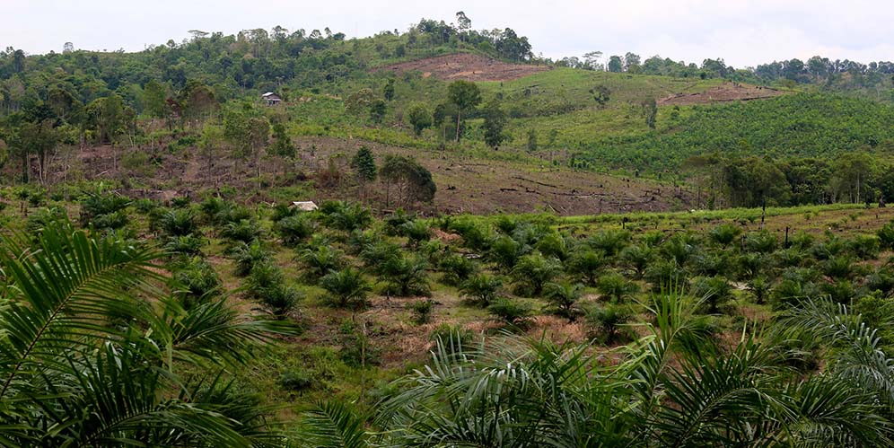 Land cleared for oil palm plantation, East Kalimantan, Indonesia. Photo by Mokhamad Edliadi/CIFOR