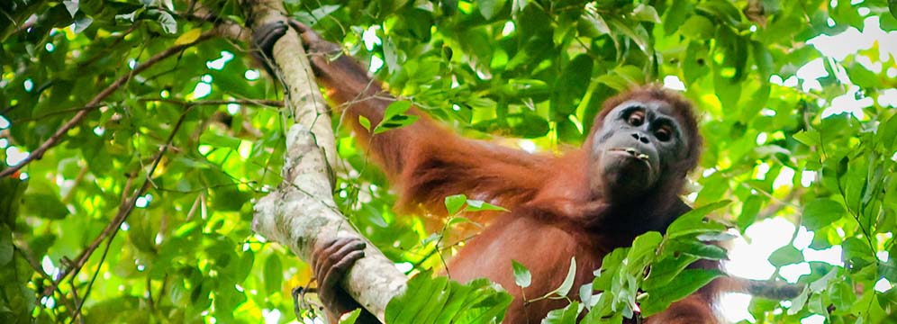 A orangutan (Pongo pygmaeus) among the foliage. The orangutan is currently endangered on the ICUN Red List, due to a number of factors: habitat losses, fires, habitat exploitation and illegal logging, habitat fragmentation, hunting and the pet trade. East Kalimantan, Indonesia. Photo by Moses Ceaser/CIFOR